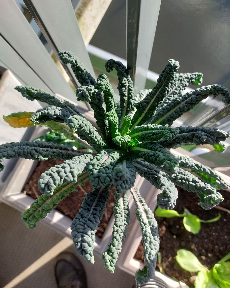 Kale Kale