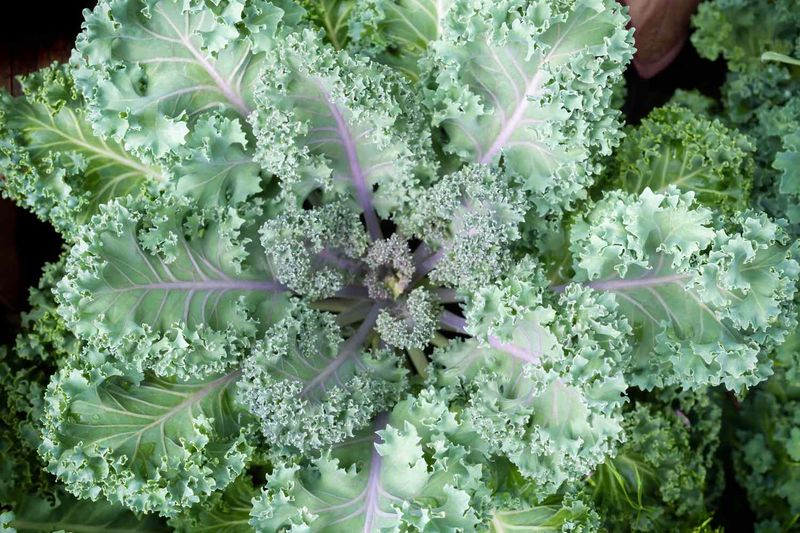 Kale