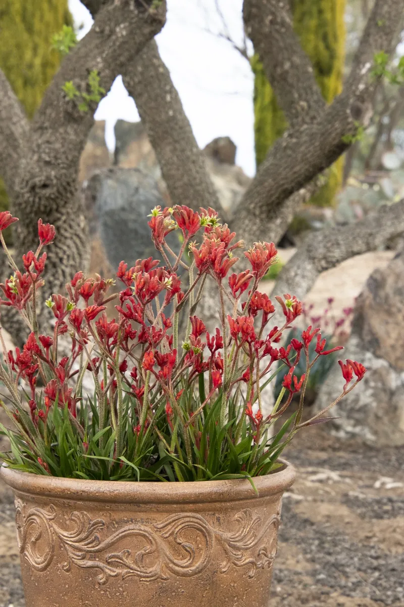 Kangaroo Paw