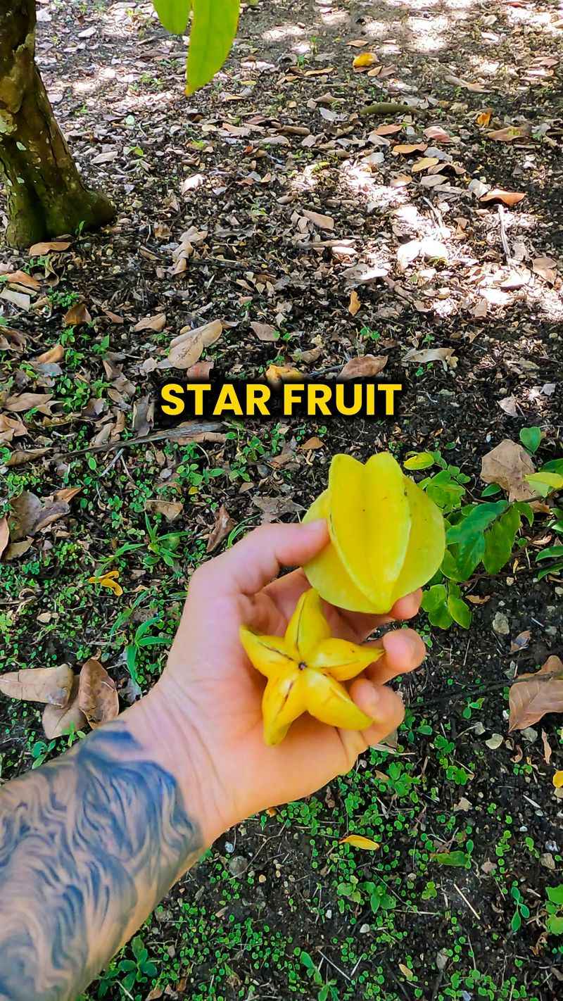 Kari Starfruit