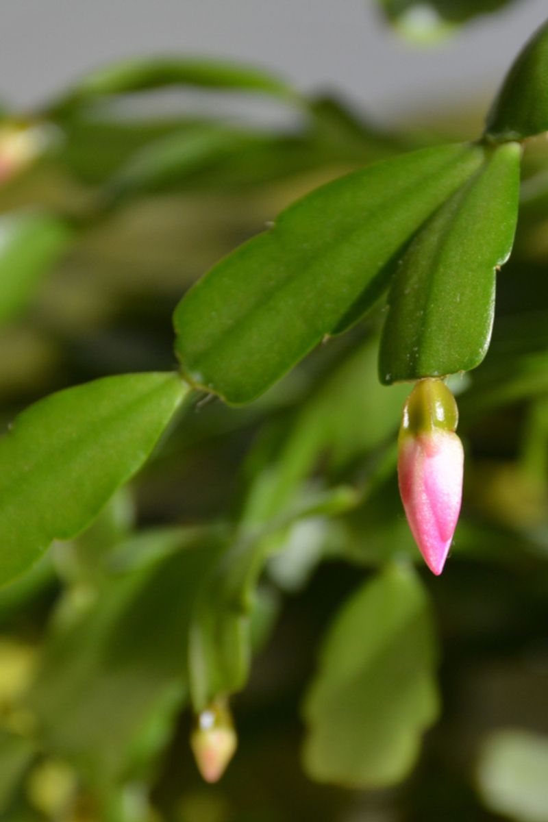 Keep Conditions Steady After Buds Appear