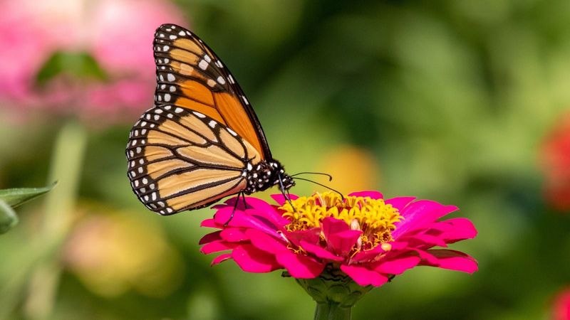 Keep Late Zinnias and Lantana Going