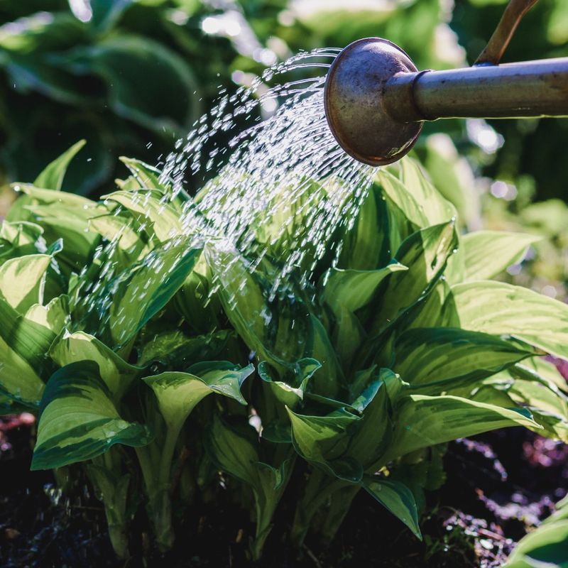 Keep Watering Until the Leaves Go Dormant Keep Watering Until the Leaves Go Dormant