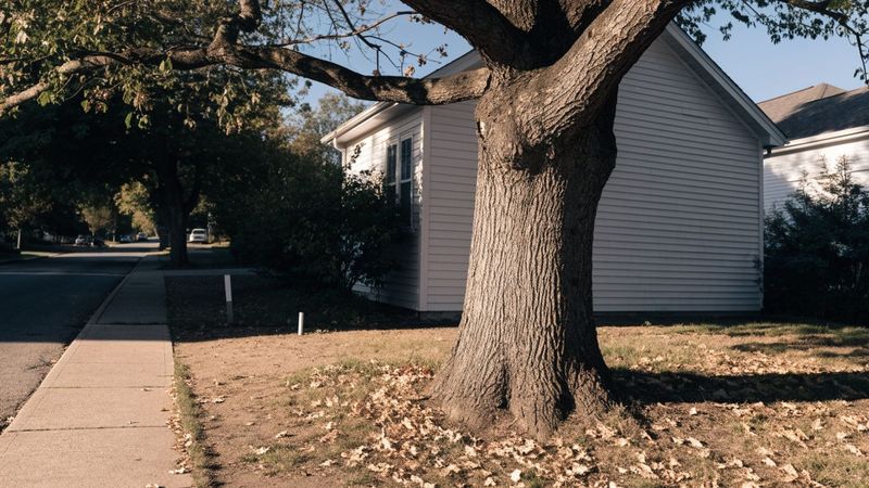 Keep an oak’s own leaf drop beneath it when conditions allow