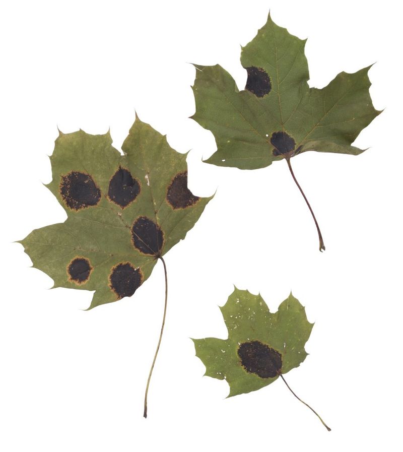 Keep badly diseased leaves out of the mulch