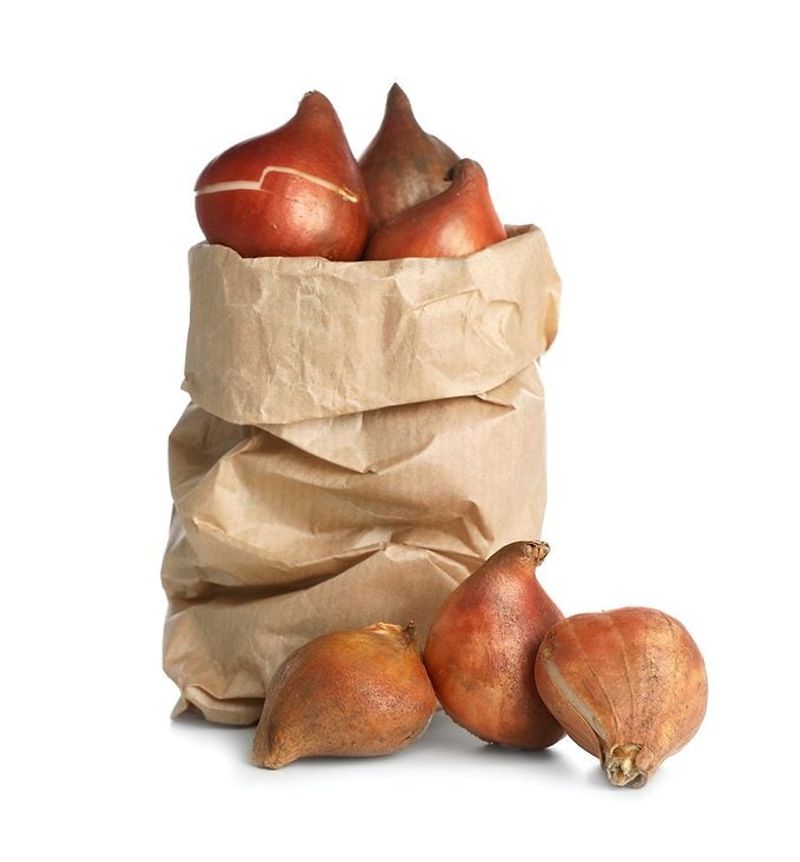 Keep bulbs cool and away from ripening fruit