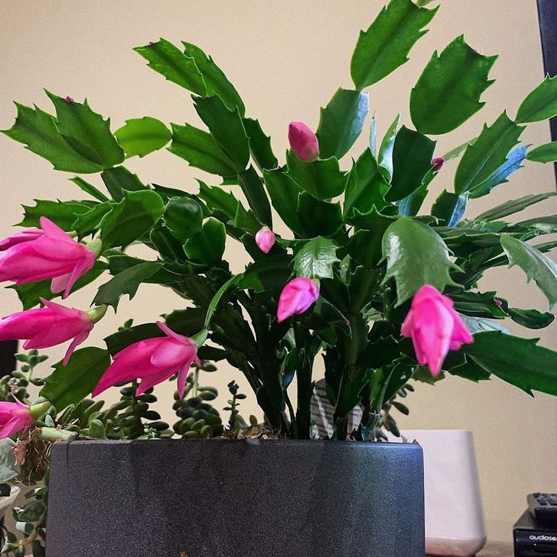 Keep care steady while buds form and develop