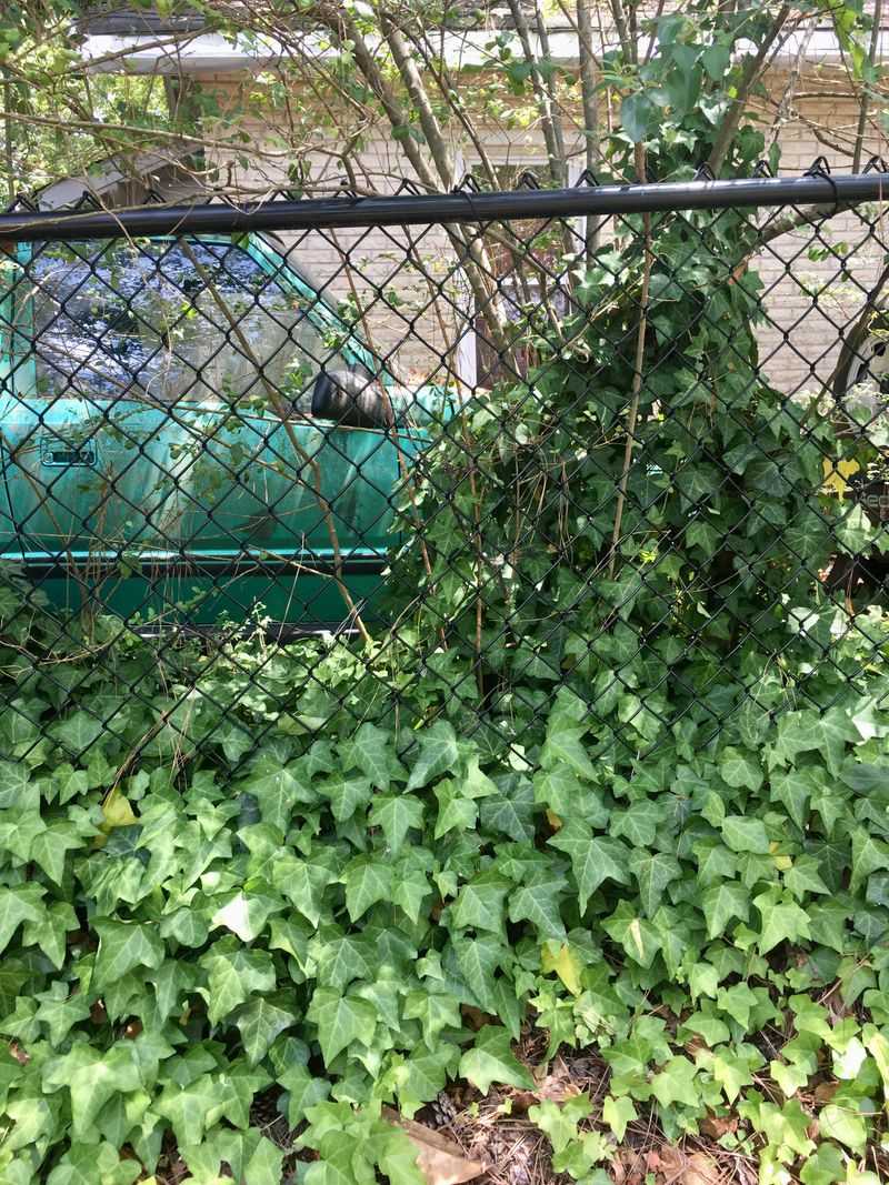 Keep climbing plants from adding fuel to the fence