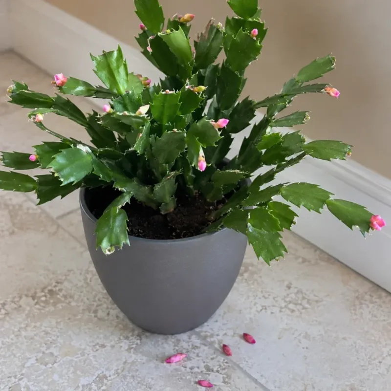 Keep conditions steady and give the plant time Keep conditions steady and give the plant time