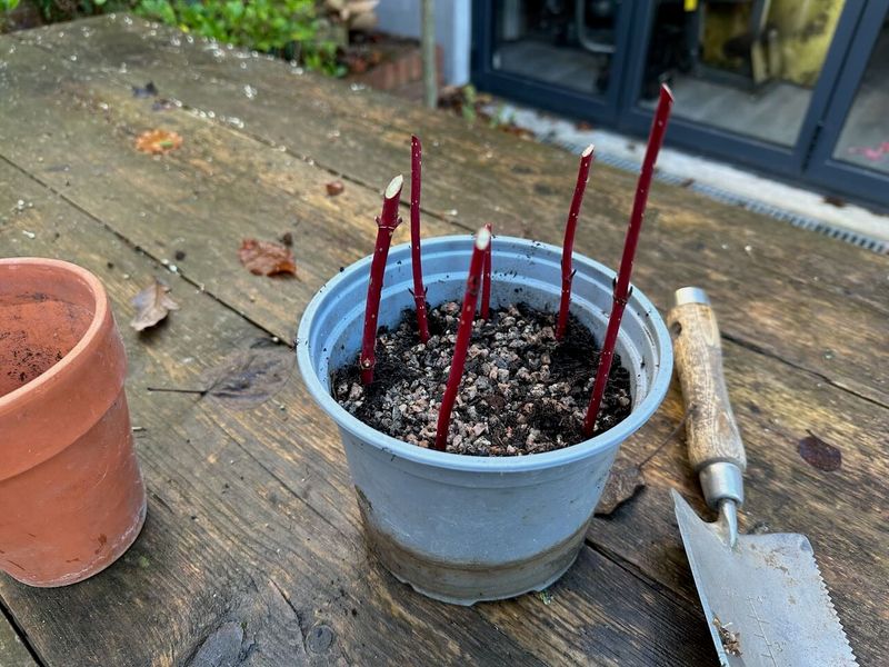 Keep container cuttings moist but well drained Keep container cuttings moist but well drained