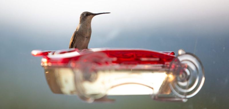 Keep feeder placement window-safe