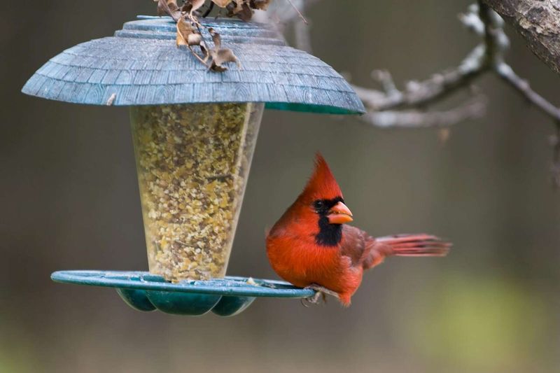 Keep feeders clean—or stop feeding when birds appear sick