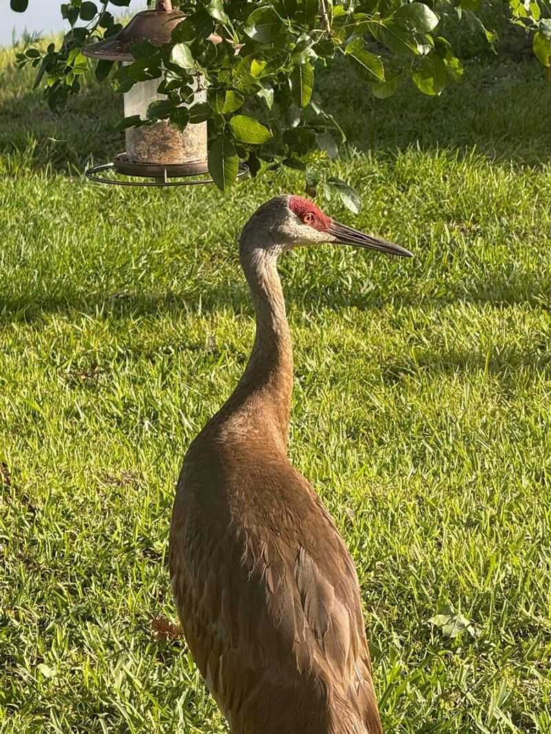 Keep food attractants out of the yard