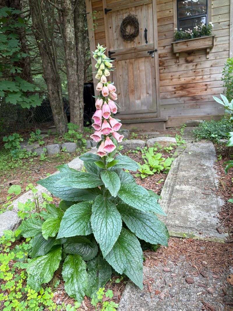 Keep foxglove away from mouths