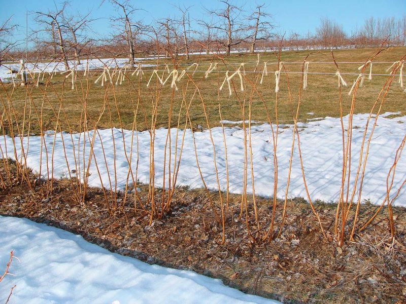 Keep healthy canes for a possible second crop