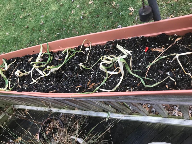 Keep healthy leaves and watch what grows next