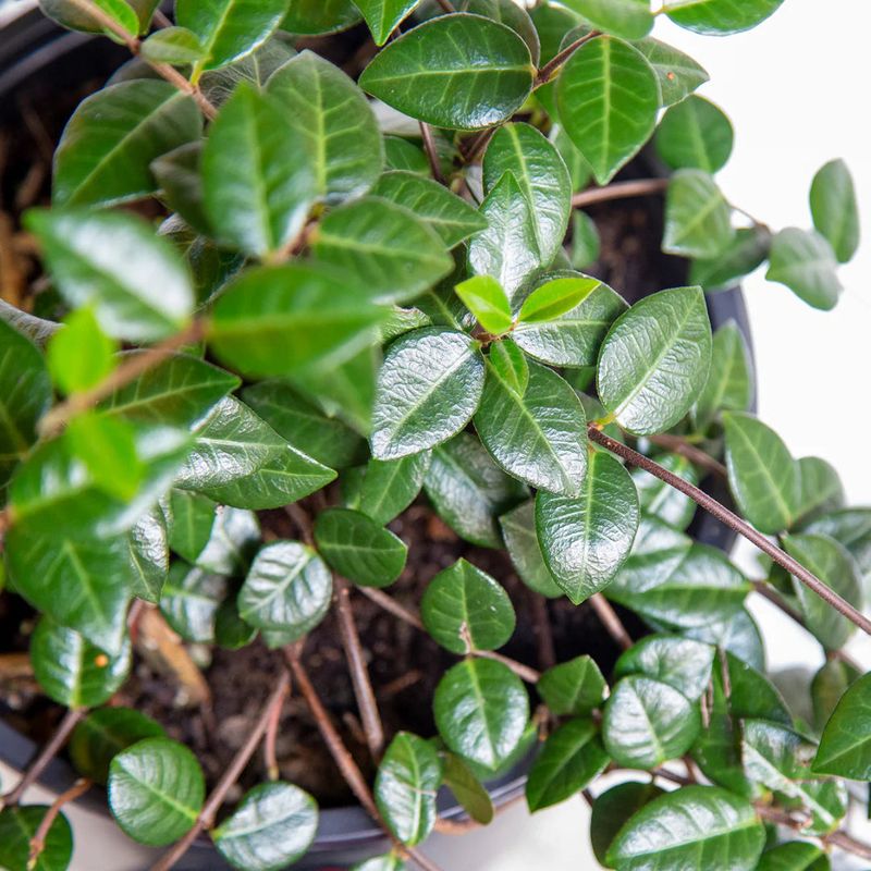Keep managing weeds while the plants spread Keep managing weeds while the plants spread