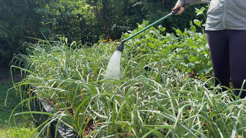 Keep moisture steady without waterlogging the soil