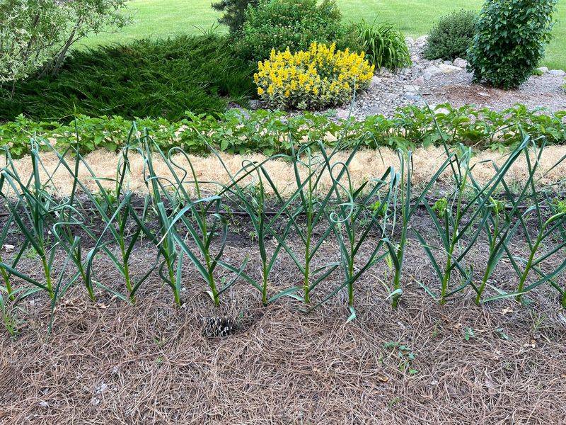 Keep mulch clear of garlic stems Keep mulch clear of garlic stems
