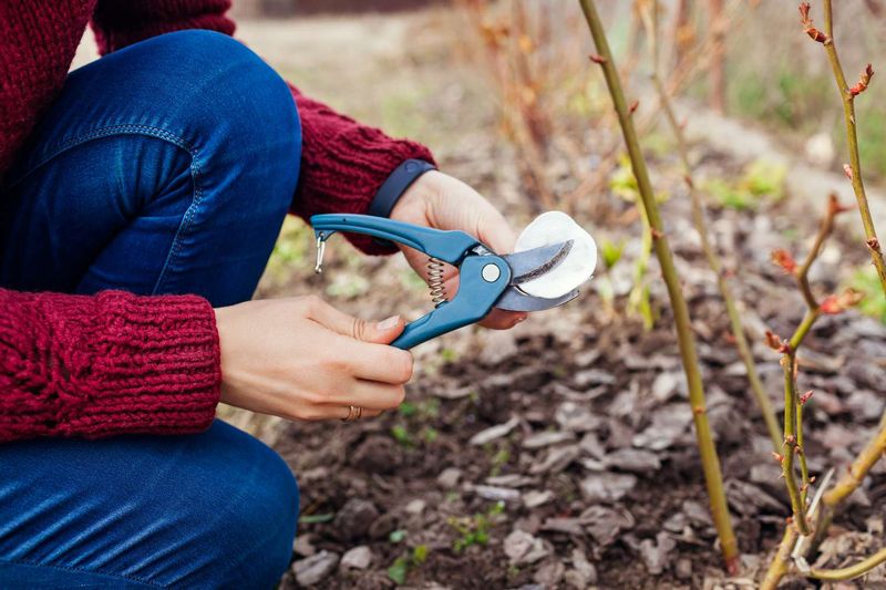 Keep mulch over the roots, not against the canes