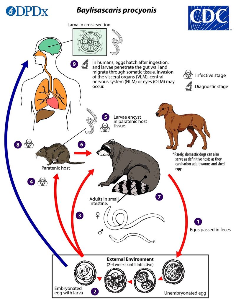 Keep people and pets away from raccoons and latrines Keep people and pets away from raccoons and latrines
