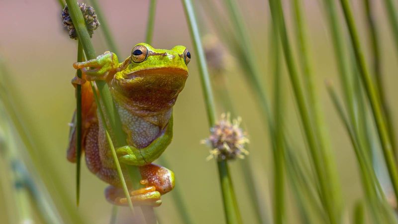 Keep pesticide sprays off the frog and its refuge