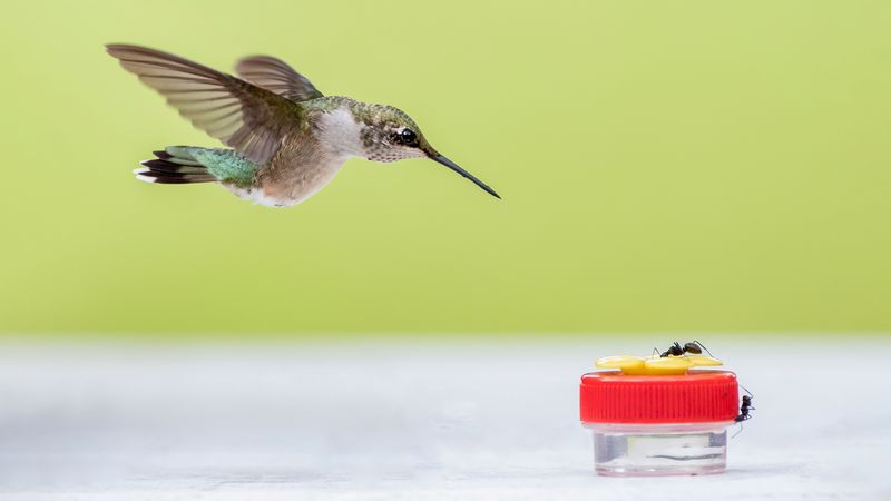 Keep pesticides away from hummingbird feeders Keep pesticides away from hummingbird feeders