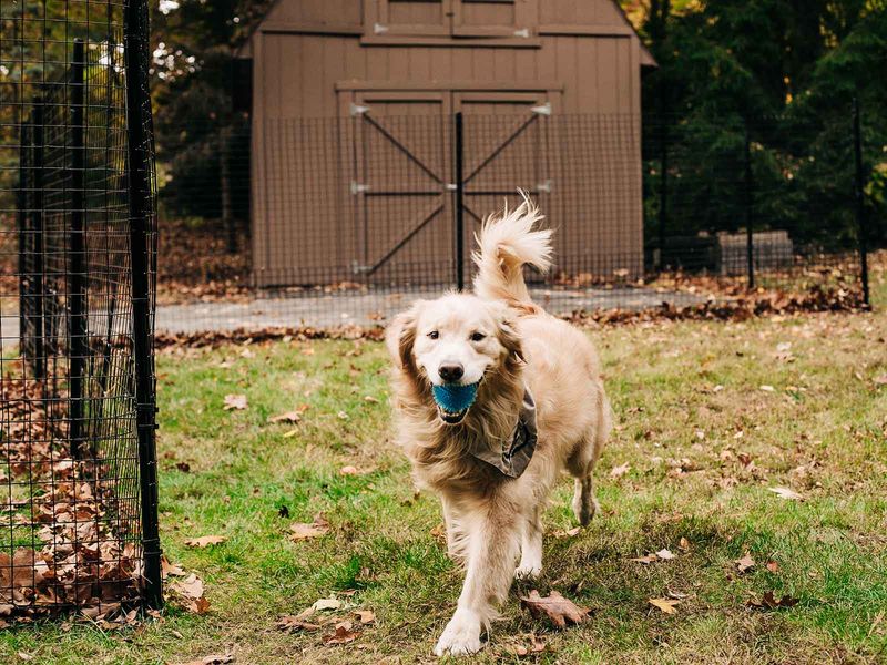 Keep pets close and under control