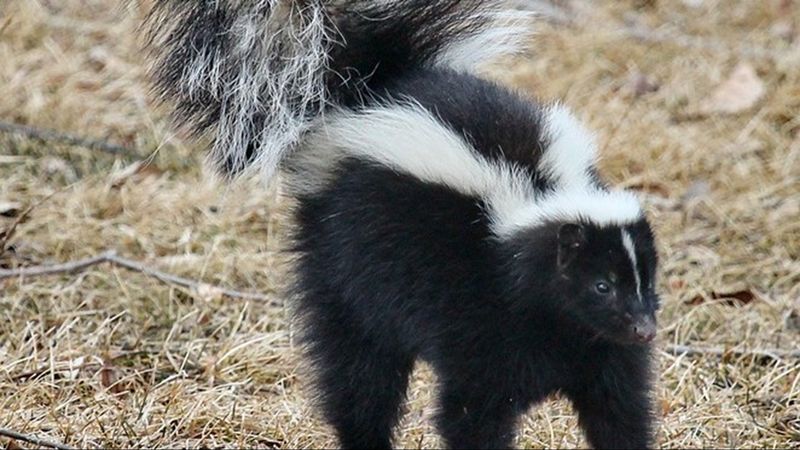 Keep skunk handling and relocation out of the DIY plan Keep skunk handling and relocation out of the DIY plan