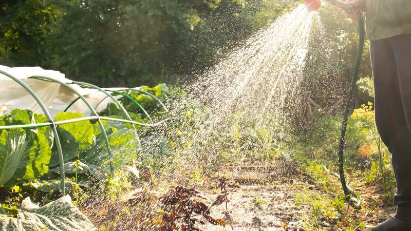 Keep soil moisture more even as heads form