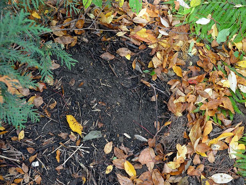 Keep some leaves, but manage them where they fall