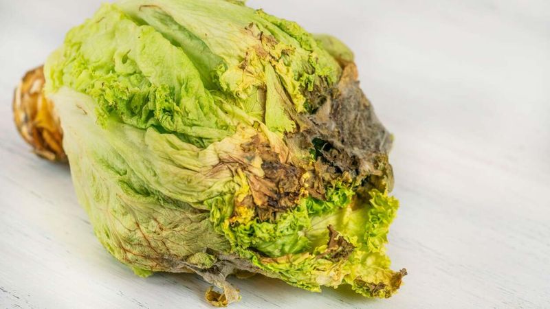 Keep sound leaves and discard slimy lettuce