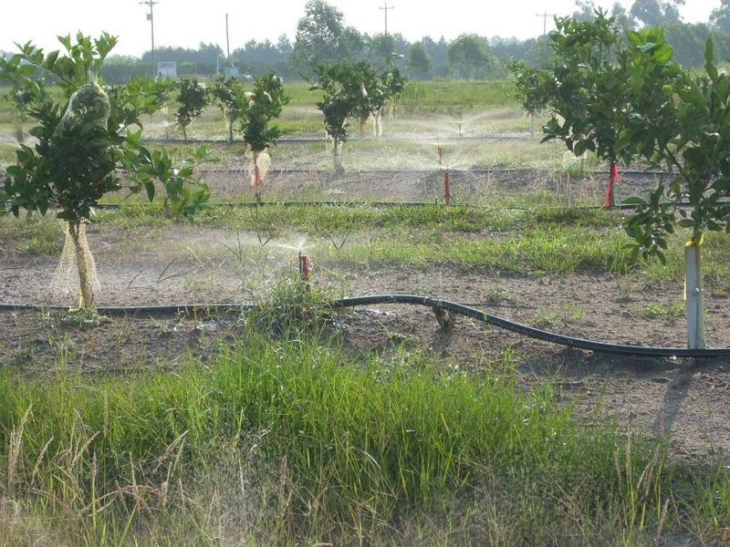 Keep the Tree Hydrated Without Overwatering Keep the Tree Hydrated Without Overwatering