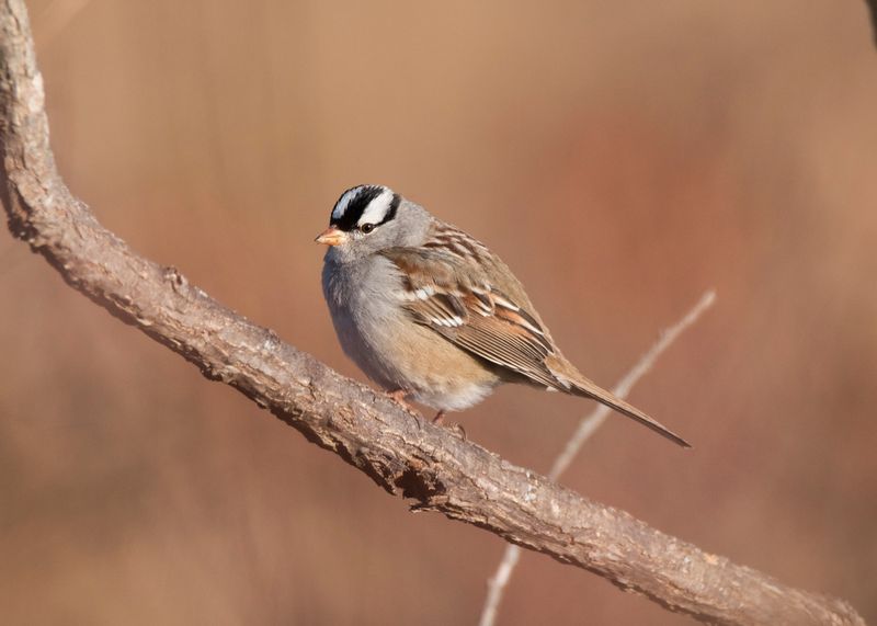 Keep the birds’ garden benefits in proportion