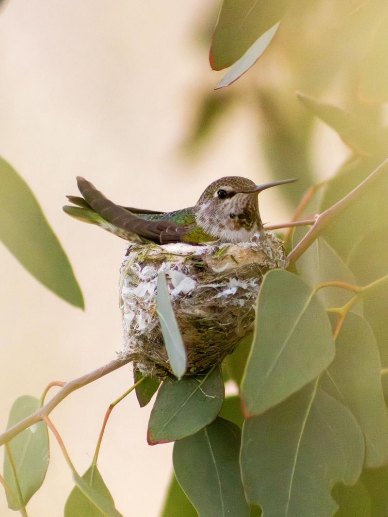 Keep the habitat useful during breeding season