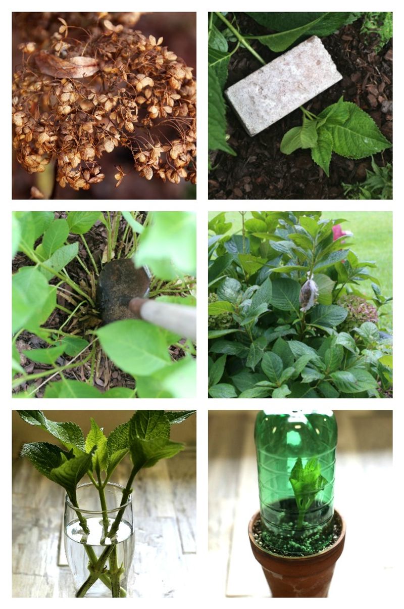 Keep the layer moist and attached while it develops roots
