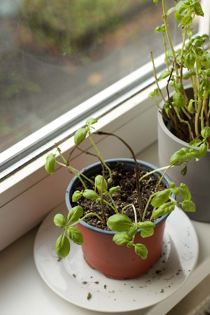 Keep the plant warm and inspect it for pests Keep the plant warm and inspect it for pests