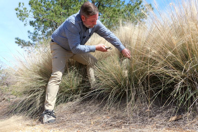 Keep the plumes for fall, then cut back in late winter