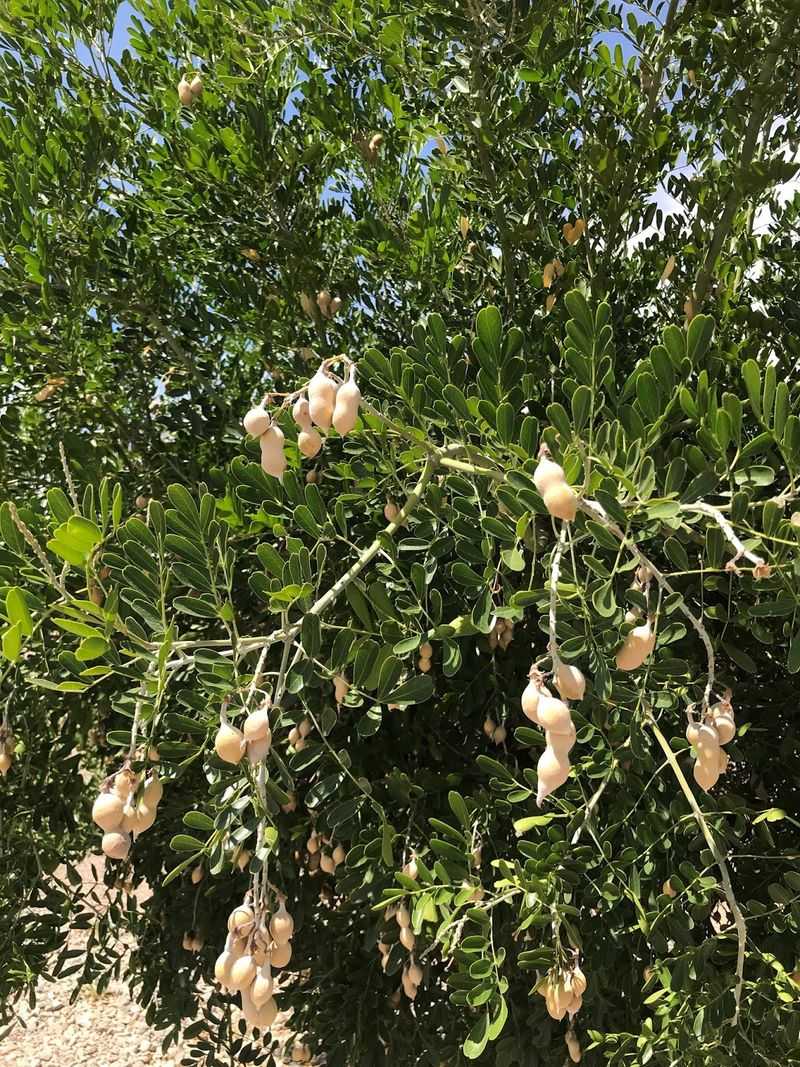 Keep the poisonous seeds out of reach Keep the poisonous seeds out of reach