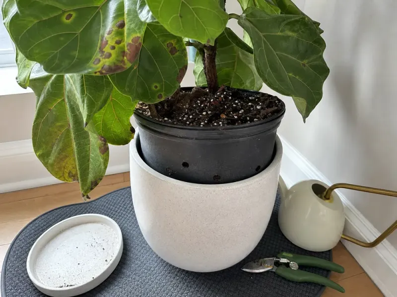 Keep the pot draining and the roots lightly moist