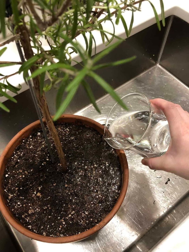 Keep the potting mix drained and water only when needed