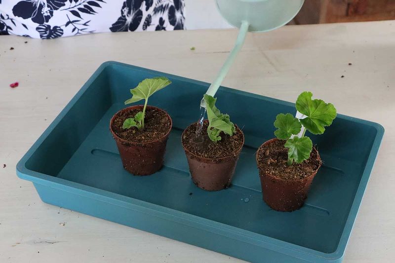 Keep the rooting medium moist, not soggy