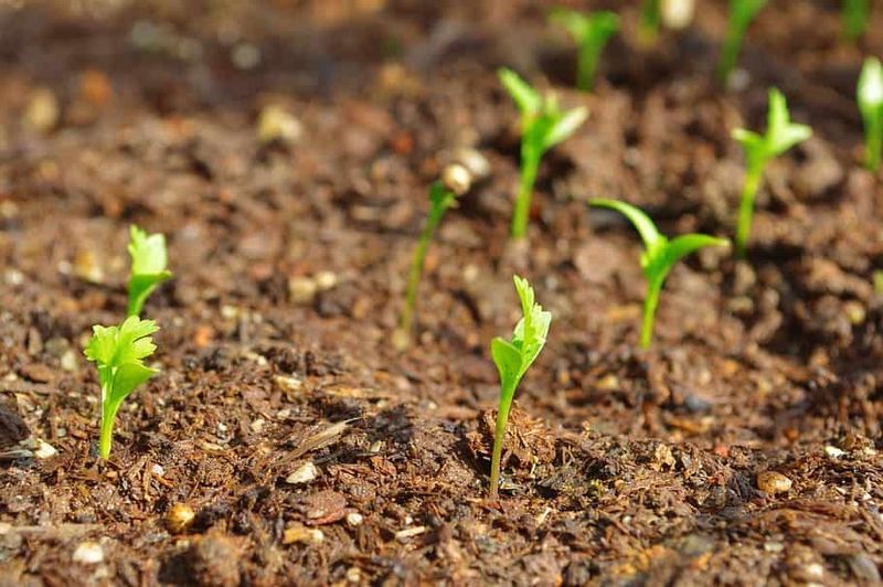 Keep the seedbed moist, especially in sandy soil