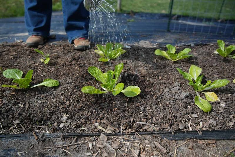 Keep the soil moist without leaving it waterlogged