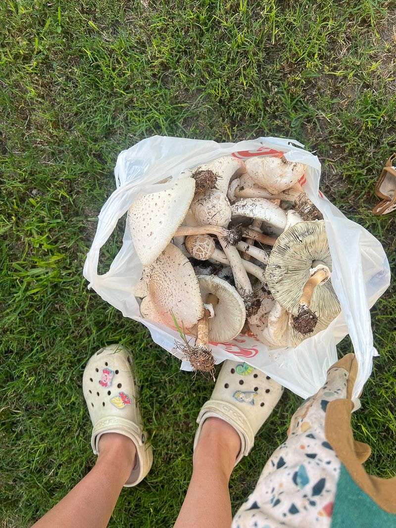 Keep unidentified mushrooms away from people and pets