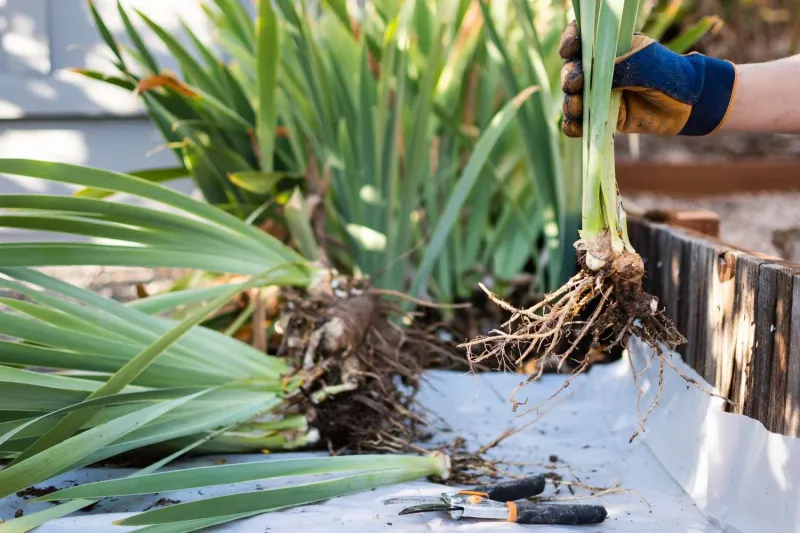 Keep vigorous outer rhizomes and replant them shallowly Keep vigorous outer rhizomes and replant them shallowly