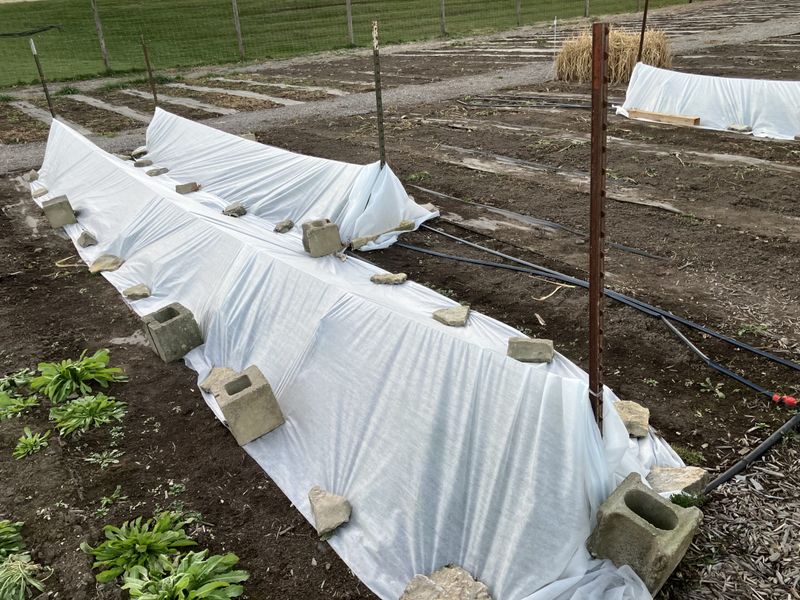 Keep watering and checking the greens under cover