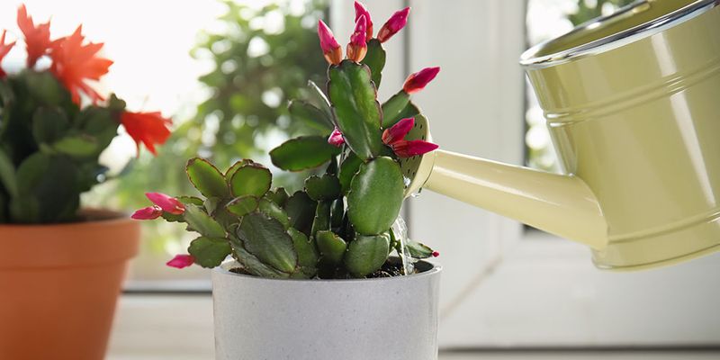 Keep watering steady while buds form