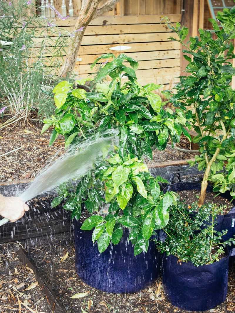 Keep watering through dry winter stretches