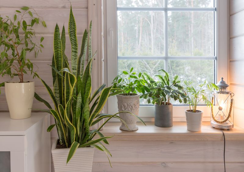 Keep winter care simple and conditions-based